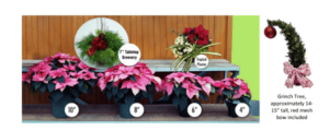 Photo of Poinsettias