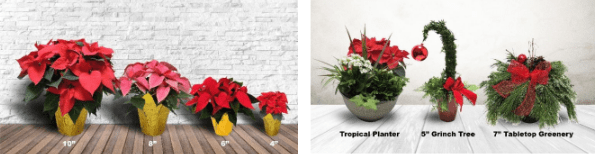 Different size poinsettias